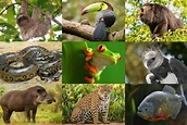 Exploring Biodiversity: A Look into Tropical Rainforest Animals and ...