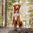 Nova Scotia Duck Tolling Retriever Dog Breed » Everything About Nova ...