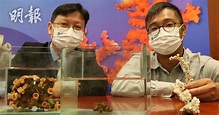 浸大團隊於香港水域發現3新石珊瑚物種 (13:45) - 20220707 - 港聞 - 即時新聞 - 明報新聞網