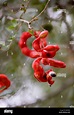 Red Bean Pods Growing on a Madras Thorn Tree, Pithecellobium dulce ...