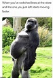 Gorilla Meme - Photos