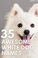 35 Best White Dog Names [Male And Female White Puppy Names] - Oodle Life