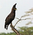 File:Long-crested Eagle.jpg - Wikimedia Commons