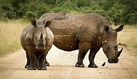 Los 10 animales en peligro de extinción más amenazados en 2021 - Tercer ...
