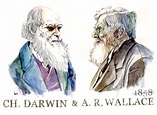 El 1 de julio de 1858 Darwin y Wallace presentan su teoría de la ...
