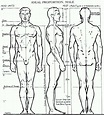 Proportions of the Human Figure : How to Draw the Human Figure in the ...