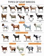 Goat Breeds - Facts, Types, and Pictures