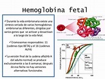Fisiología fetal j.niembro