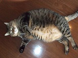 日本胖貓選拔賽結果 - 林雨潔貓咪中途之家 - udn部落格