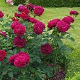 Buy rose Darcey Bussell (shrub) Rosa 'Darcey Bussell ('Ausdecorum ...