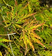 Japanese-maple-leaf