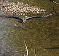 Taking Wing Photograph by Edward Kennair - Fine Art America