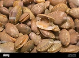 Surf clam, Short necked clam, Carpet clam, Venus shell, Baby clam Stock ...