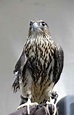 Free picture: merlin, falco, up-close, head, bird, falco columbarius