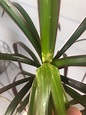 Dracaena marginata plant’s newest leaves are yellowing and I’m not sure ...