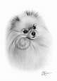 POMERANIAN art pencil drawing print A3 / A4 sizes signed dog artwork | eBay