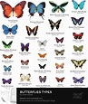 Butterflies types by Gina Dsgn in 2020 | Types of butterflies ...