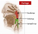 MEDICINA: ANATOMIA DE LA FARINGE