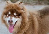 Alaskan Malamute: Dog Breed Characteristics & Care
