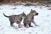 Perro Lobo Checoslovaco: Una raza híbrida bella y salvaje | Smylepets