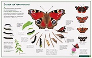Schmetterling Naturtafel im Kinderpostershop und Posterladen kaufen