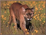 Animal Cougar Free Wallpapers - My Style