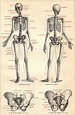 Skeleton anatomy, Human skeleton anatomy, Human anatomy drawing