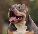 Todo sobre el American Bully * PERRO.SHOP