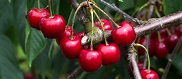 3 Most Popular Italian Cherries - TasteAtlas