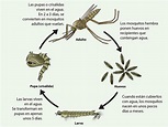 Ciclo de la vida de los mosquitos de la especie Anopheles | Mosquitos | CDC