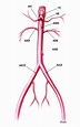 Download scientific diagram | Principais ramos da aorta abdominal. TC ...