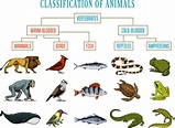 Classification Of Animals Reptiles Amphibians Mammals Birds Crocodile ...