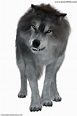 Dire Wolf Facts, Pictures & Information. A Fearsome Prehistoric Carnivore