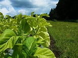 葉タバコの栽培 | himekyonの部屋 - 楽天ブログ