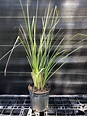 Vetiver Grass (Chrysopogon zizanioides)