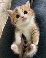 The cutest lil kitten : r/cats