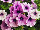 Growing Petunias: Tips For Petunia Care