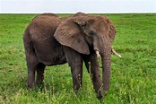 Elefante africano - Animais Mamíferos - InfoEscola