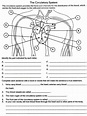 34 Circulatory System Worksheet High School - support worksheet