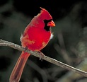 Free photo: Red Cardinal - Animal, Bird, Cardinal - Free Download - Jooinn