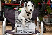 Remembering Midsomer Murders’ Sykes and other 4-legged screen pets on ...