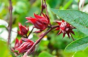 Flor de Jamaica, tan bonita como delicada | Blog Colvin