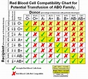 The Basics of Blood and Blood Typing - HubPages