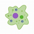 Amoeba cell. Small unicellular animal. Virus and bacteria. Education ...