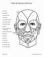 Muscles of the Face Coloring Page | Anatomy coloring book, Muscles of ...