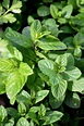 How to Plant and Grow Spearmint | Gardener’s Path