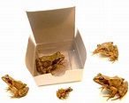 Box of frogs...we see Poppy dump the frogs into a nice gift box | Best ...