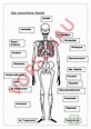 Arbeitsblatt: das Skelett - Biologie - Anatomie / Physiologie