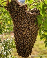 What Happens When Bees Swarm | Barbados Apiculture Association