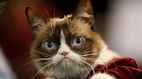 15 Facts About Grumpy Cat | Mental Floss